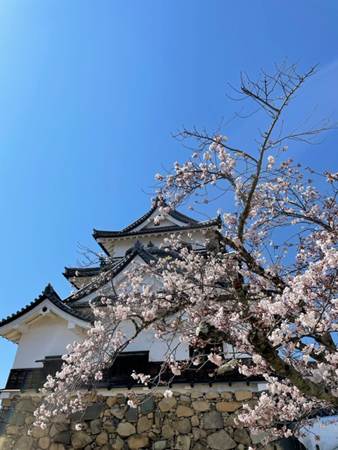 彦根城天守と桜
