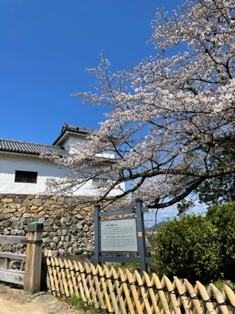 天秤櫓と廊下橋の桜